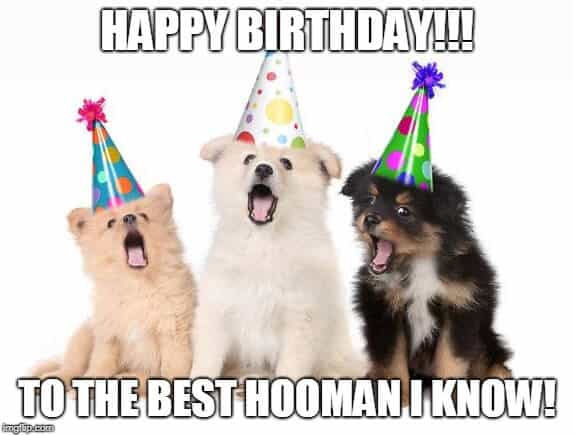 dogs birthday meme