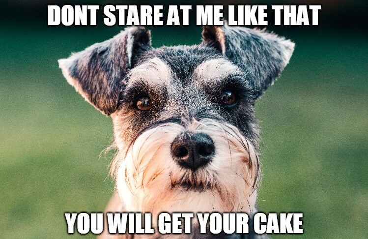 get cake bday meme