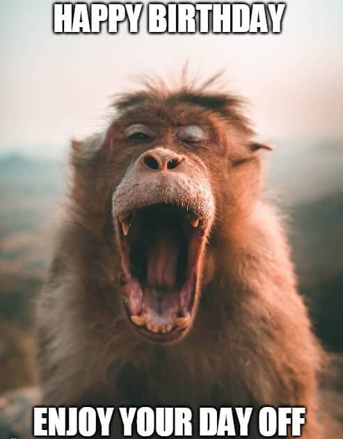 monkey yawn bday meme