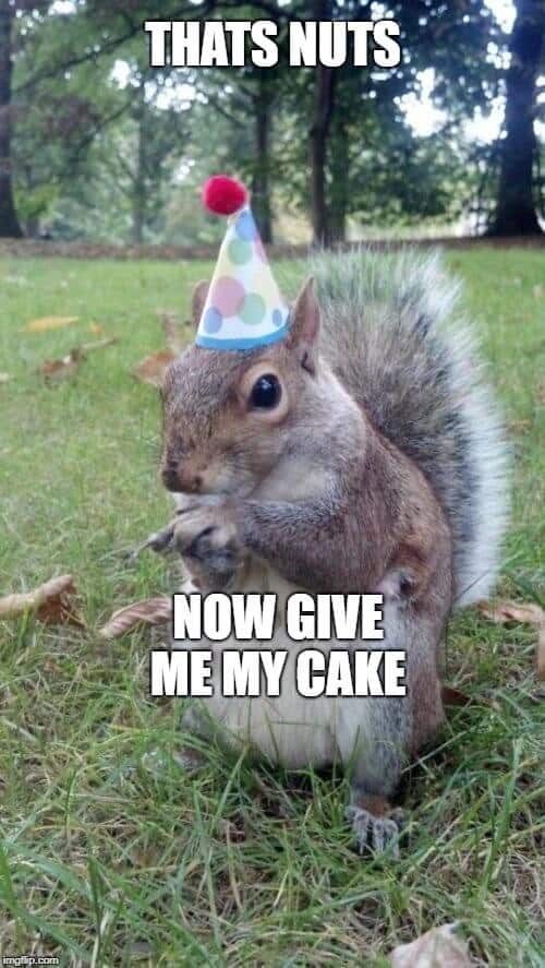 squirrel birthday meme