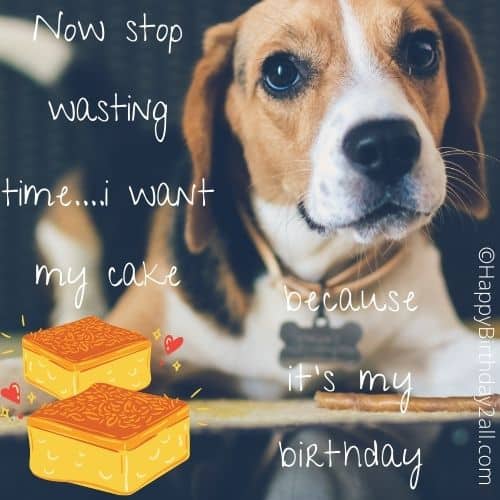 Happy Birthday puppy needs cake