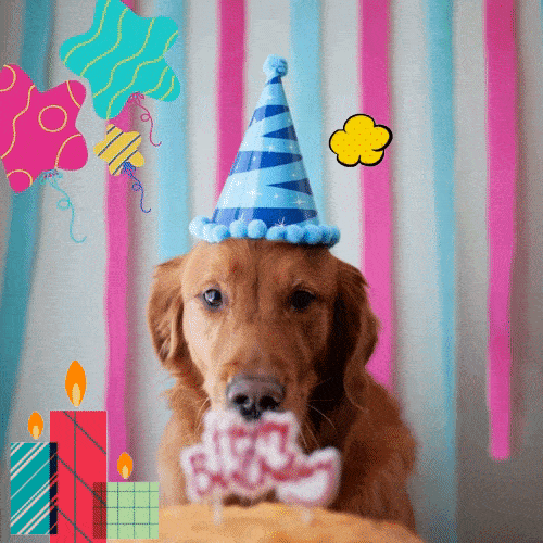 Birthday Wishes for Dog, Puppy, Pet Happy Birthday Dog Gif - Happy Birthday 2 All