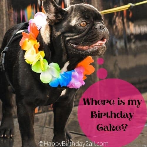 Where is my Birthday Cake, birthday dog