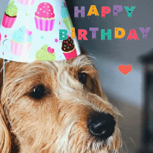 happy birthday gif for dog lovers