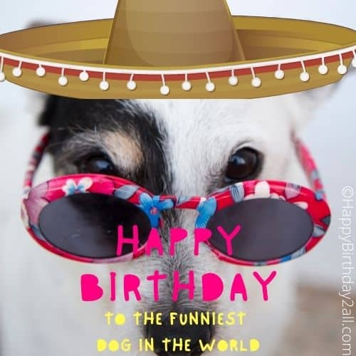 happy birthday wishes for dog