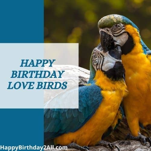 Happy birthday love birds