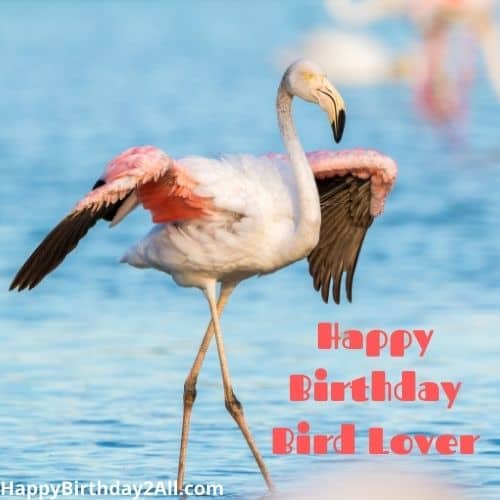 Happy Birthday Bird Lover