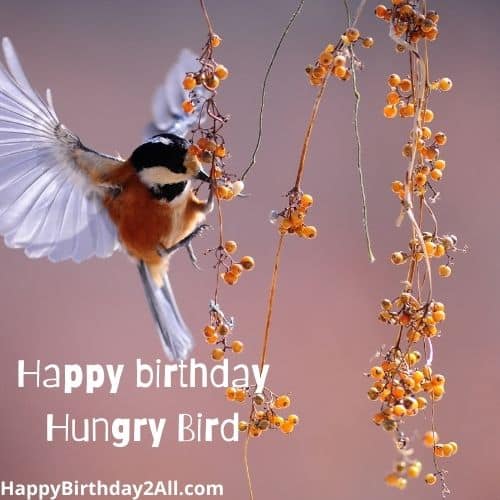 happy birthday hungry bird
