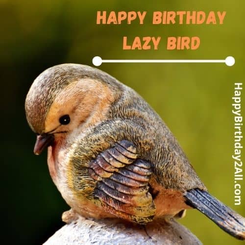Happy Birthday Lazy Bird