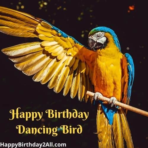 Happy Birthday Dancing Bird