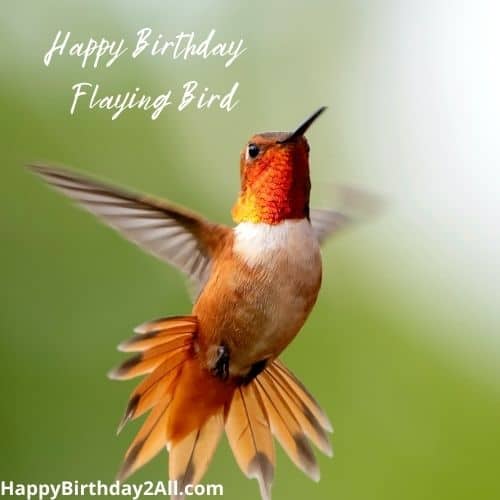 Happy Birthday Flying Bird
