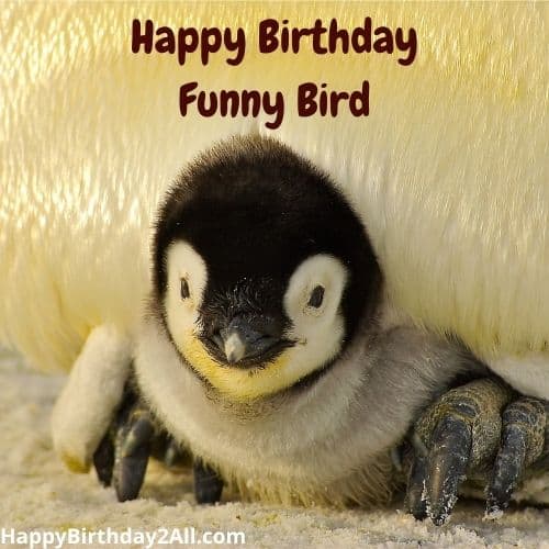 Happy Birthday Funny Bird