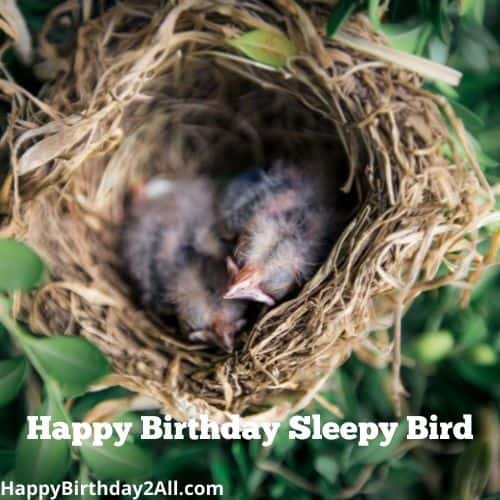 Happy Birthday Sleepy Bird